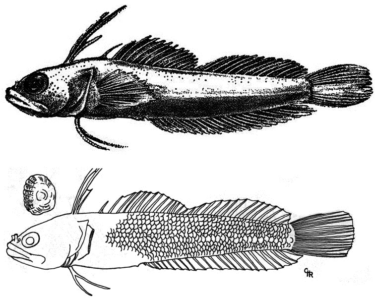 Haptoclinus apectolophus Böhlke & Robins, 1974